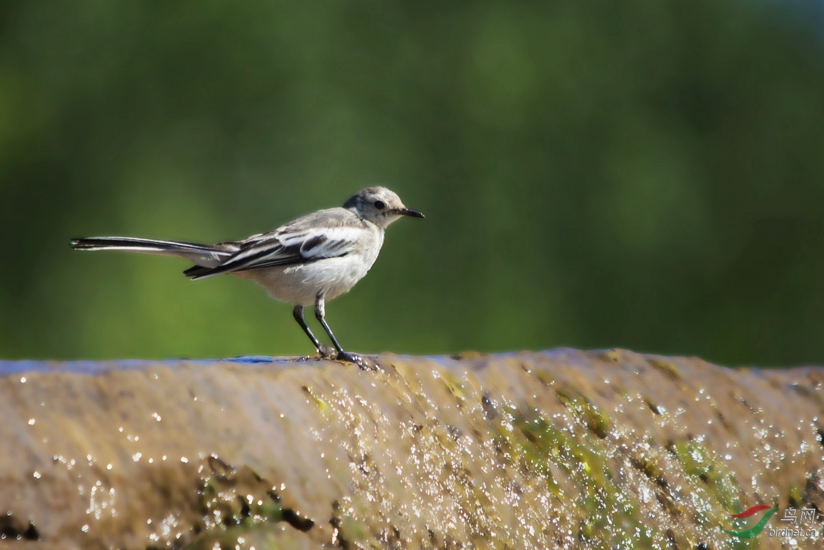 鹡鸰在原,兄弟急难