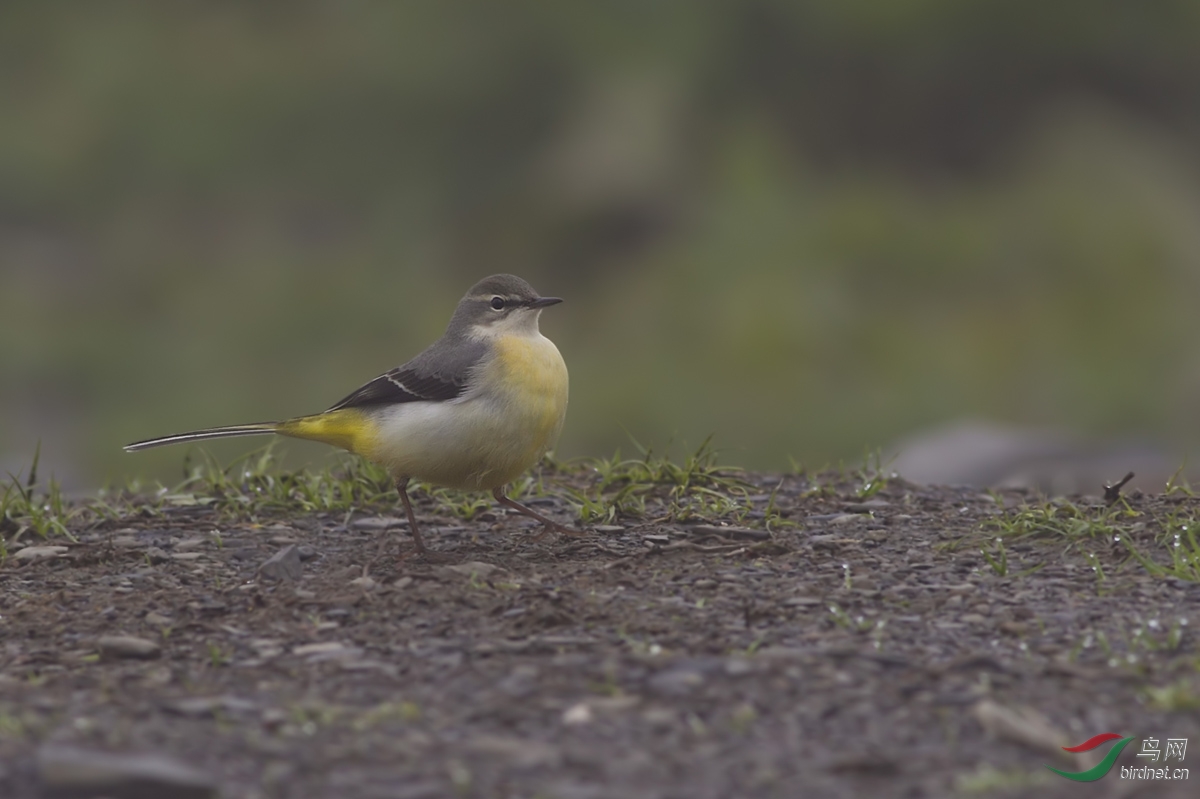 鹡鸰在原,兄弟急难
