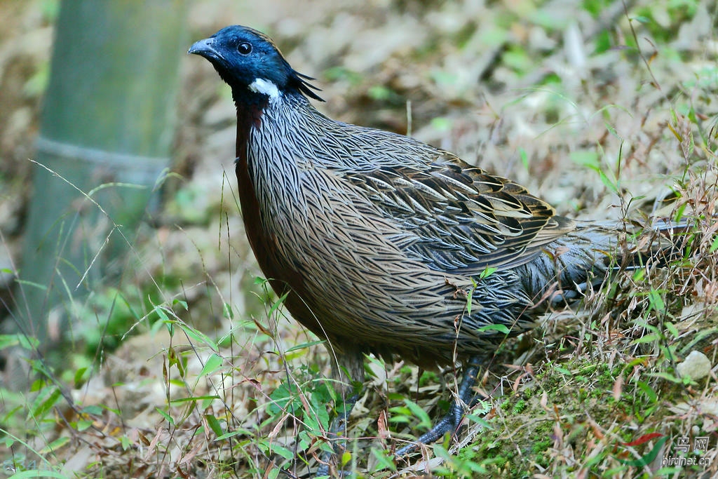 勺鸡--祝鸟友们重阳节快乐