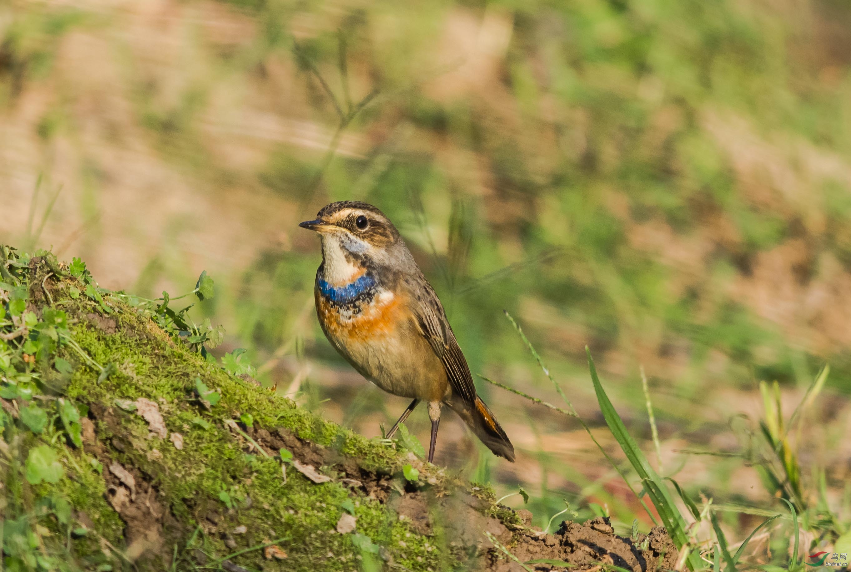 蓝喉歌鸲母鸟图片图片