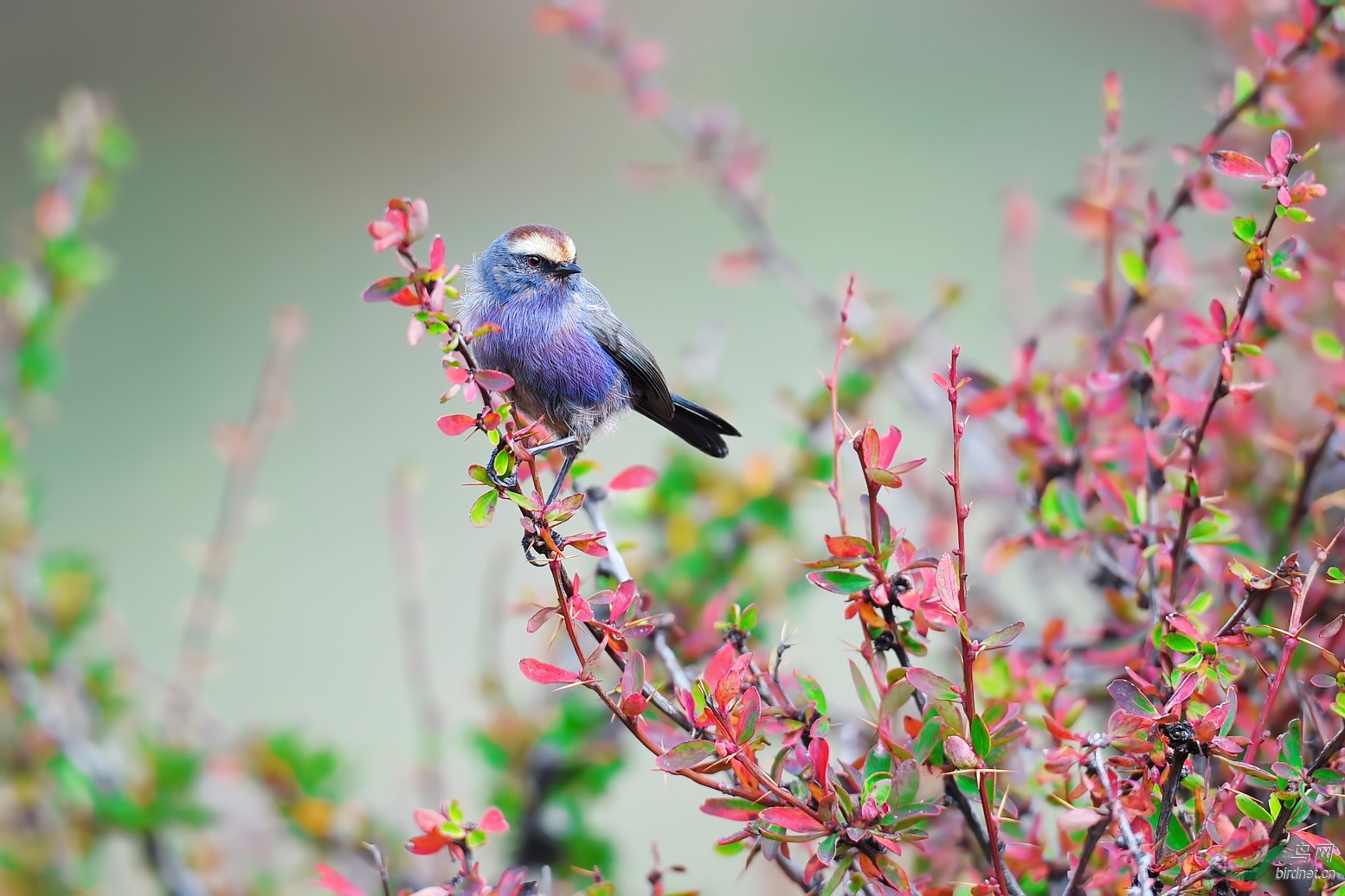 花彩雀莺花彩雀茑荣获首页精华