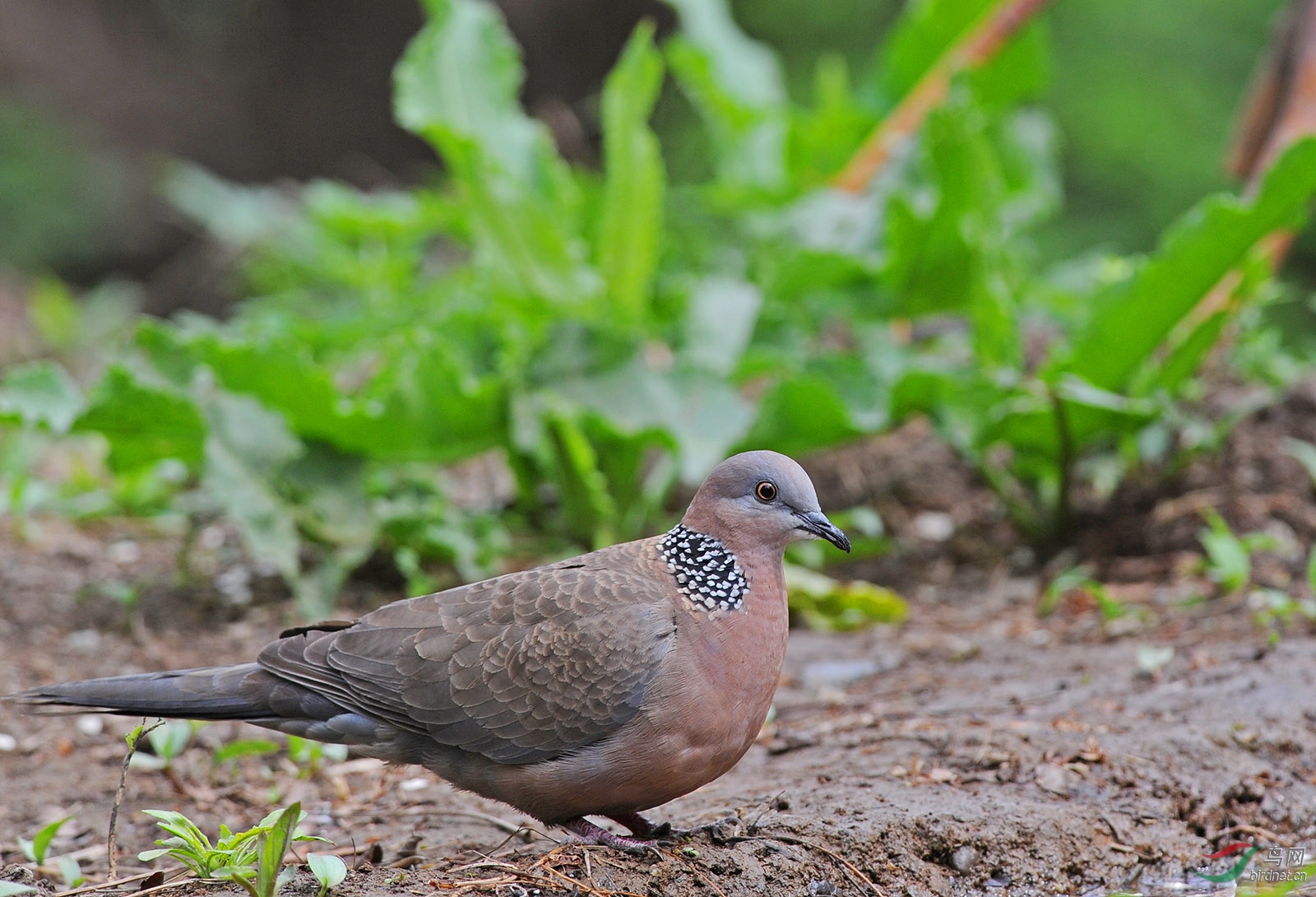 珠頸斑鳩