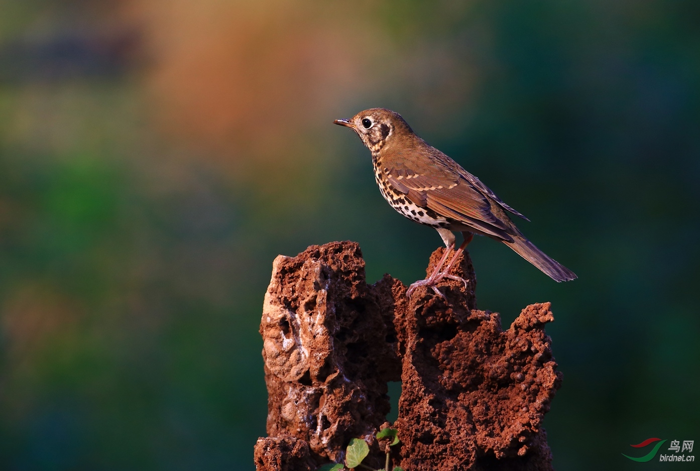 泉水湾的鸫鸫回来了