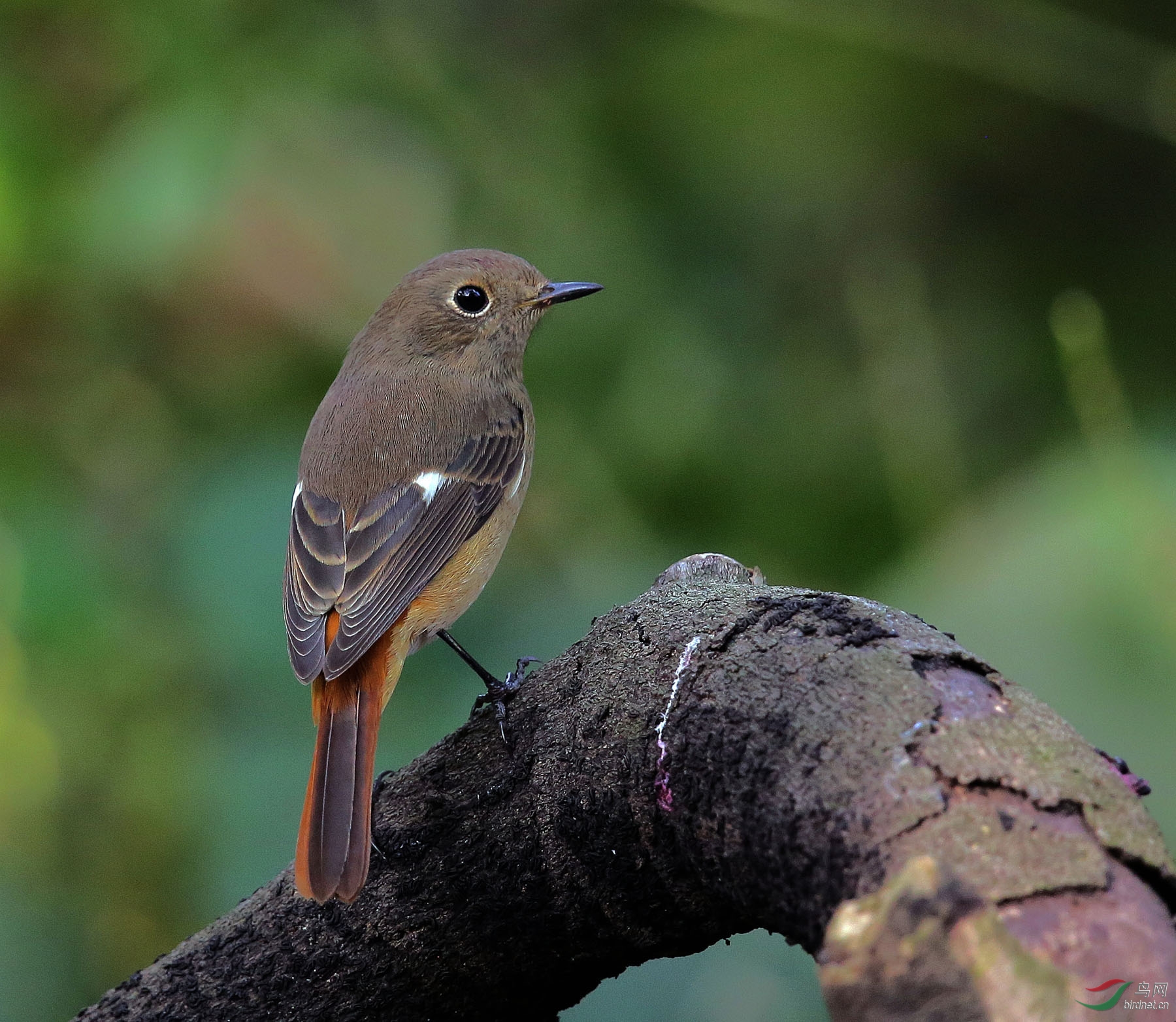 漂亮的北红尾鸲妹妹