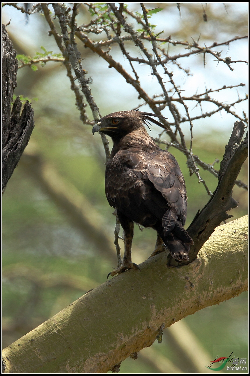 肯尼亚行之long-crested eagle