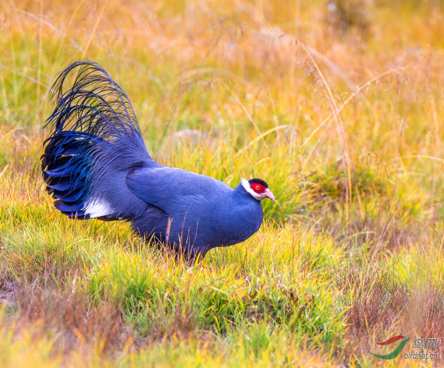 祝贺蓝马鸡图一荣获首页精华