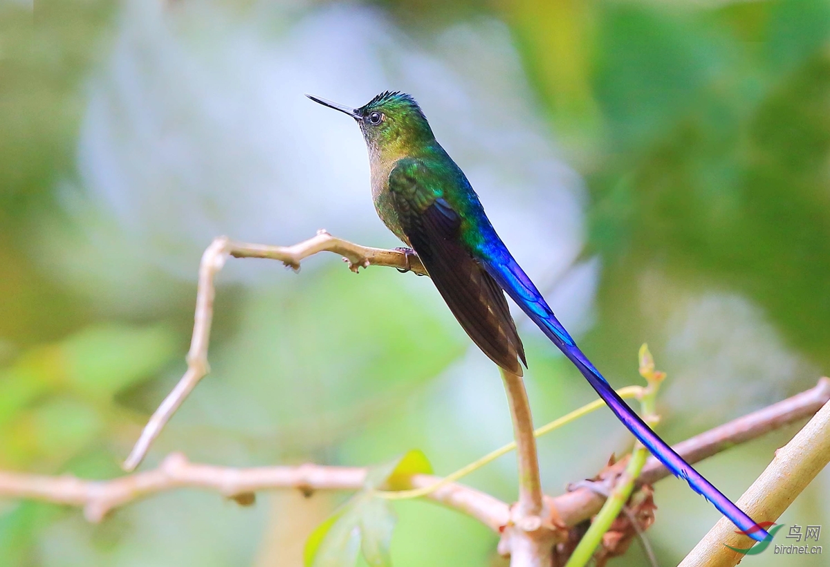 紫长尾蜂鸟