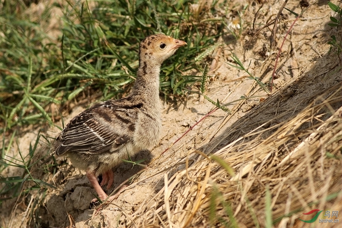 一只活泼可爱的火鸡宝宝儿