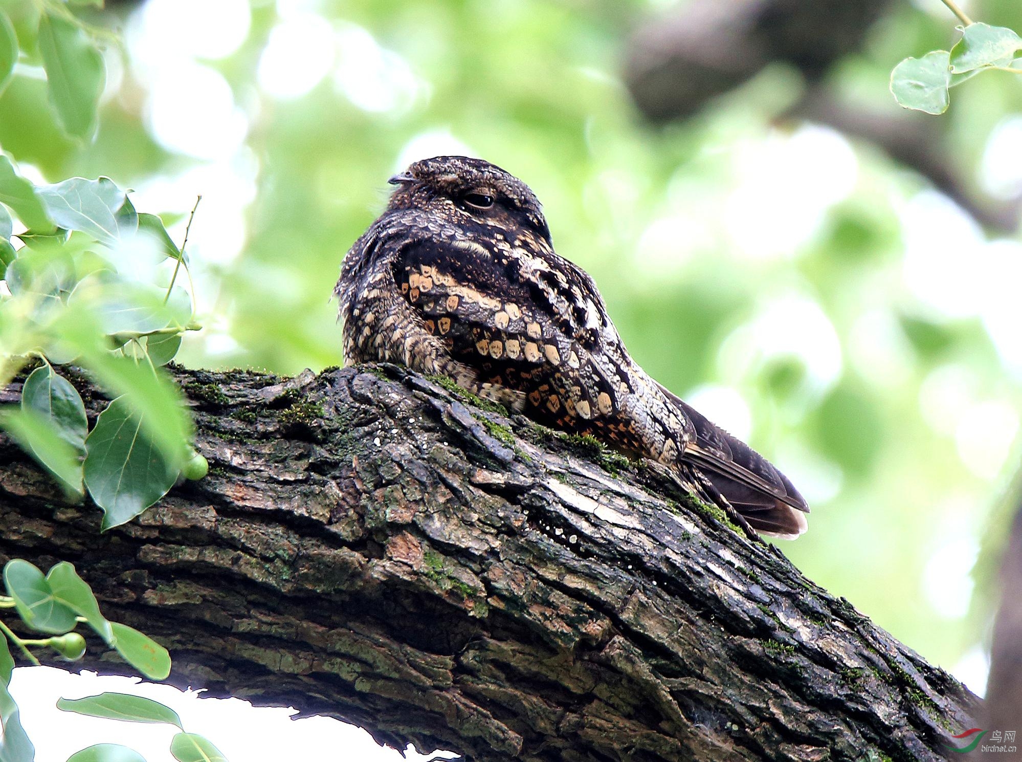 伪装- 福建版 fujian 鸟网