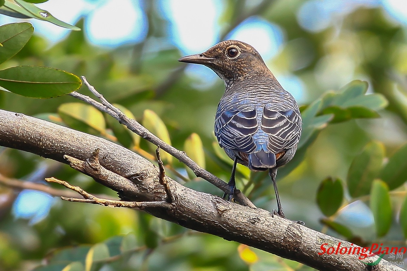 栗腹蓝矶鸫1w公鸟