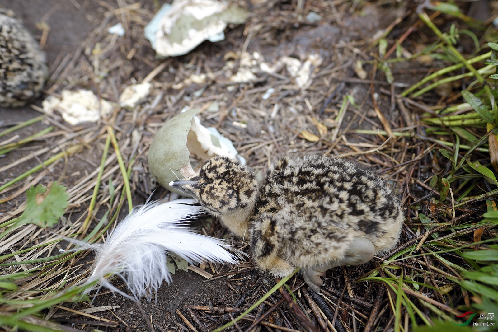 稀罕的大鸨宝宝