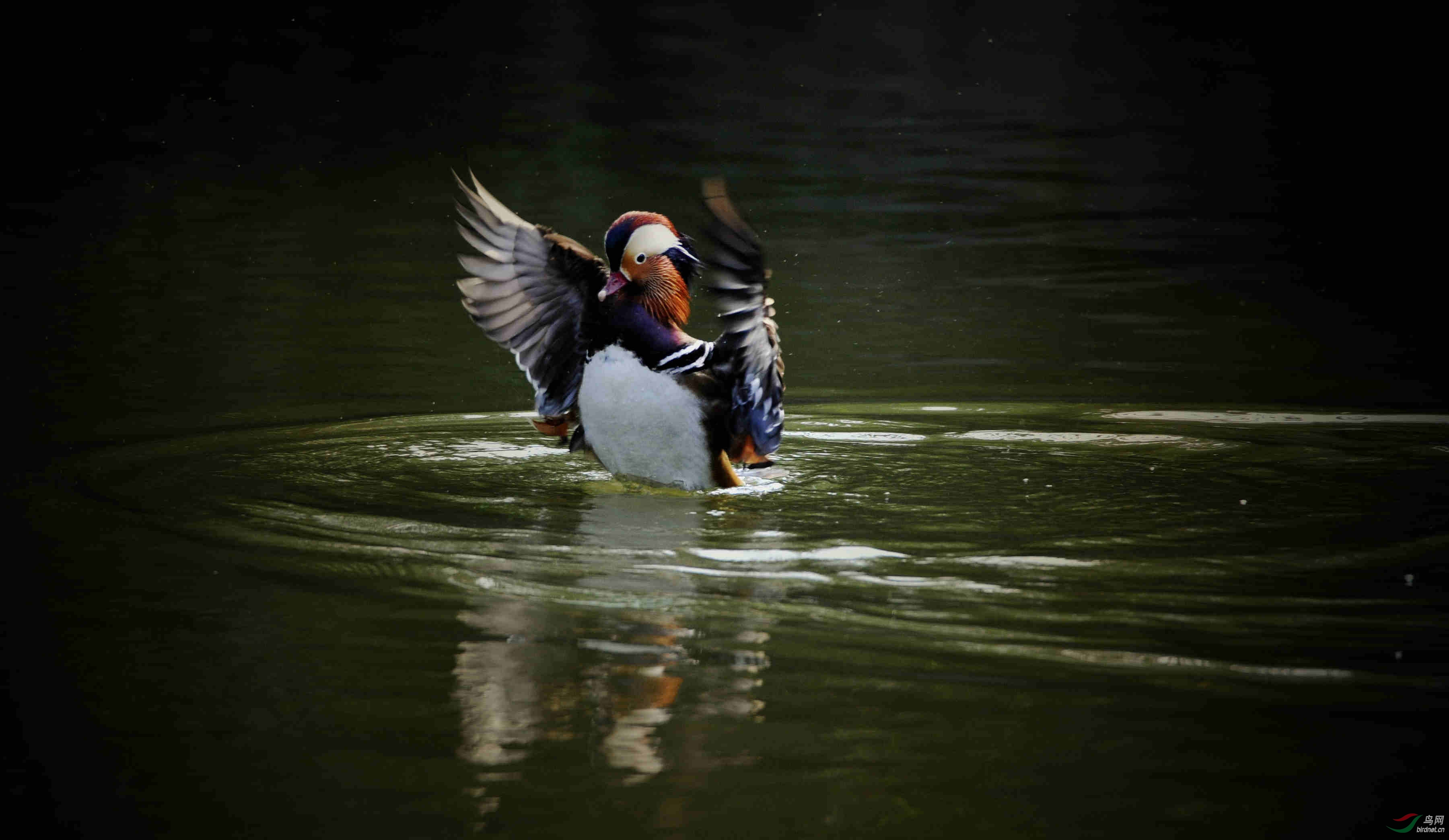 沙暖睡鸳鸯相相对对舞动来