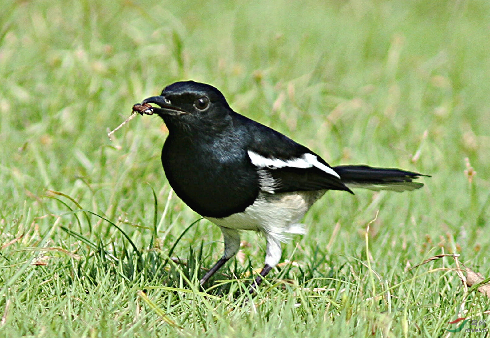佛山文华公园的鹊鸲