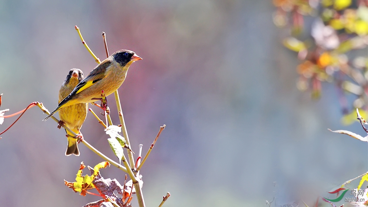 格桑花丛中的黑头金翅雀
