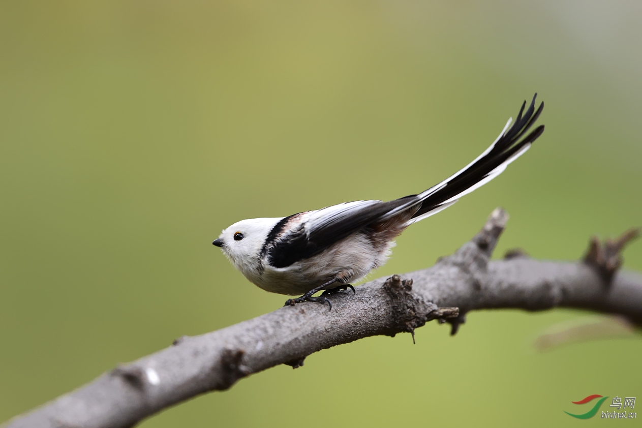 近拍银喉 - 辽宁版 liaoning 鸟网