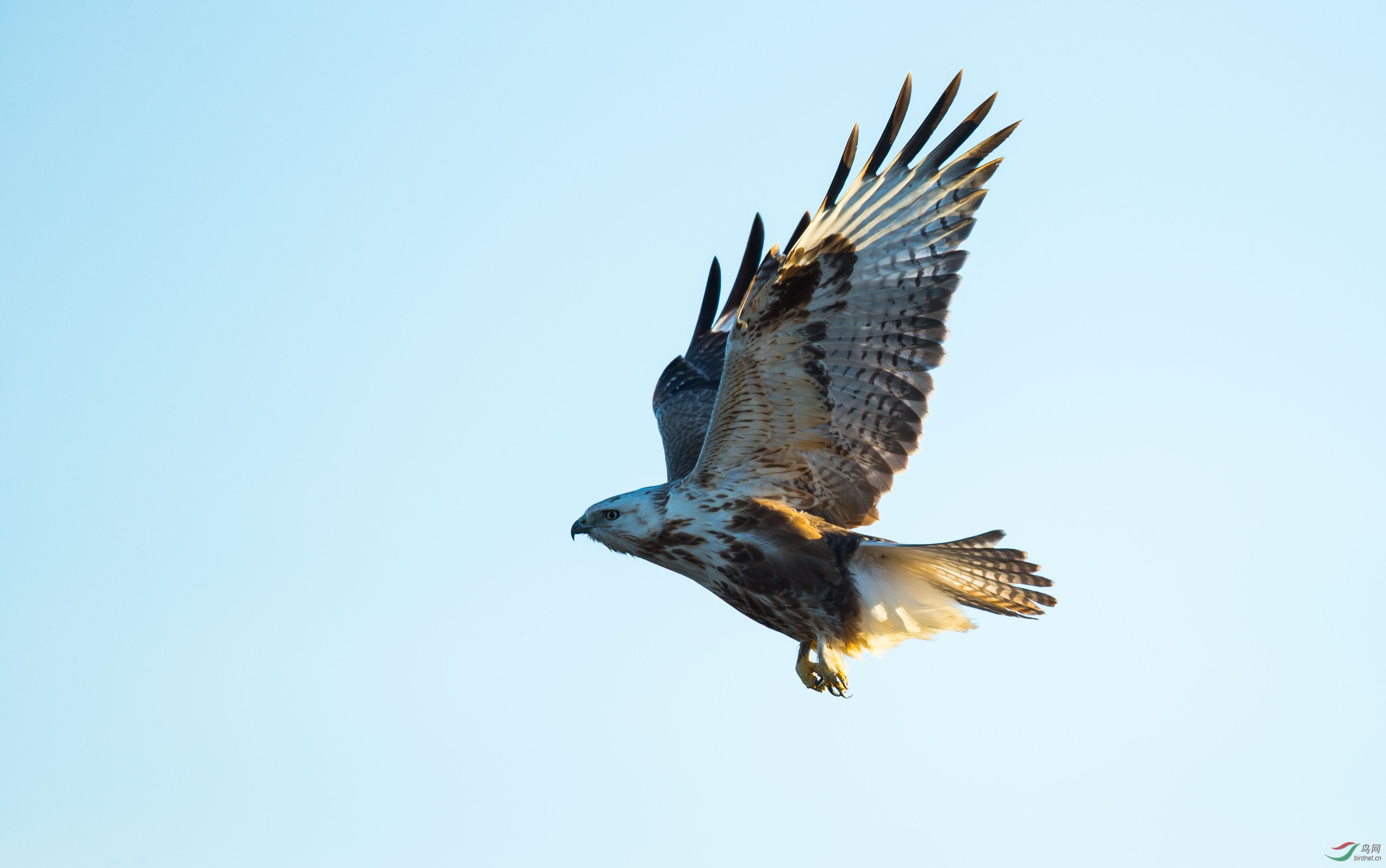 飞起来的鵟 - 海南版 hainan 鸟网