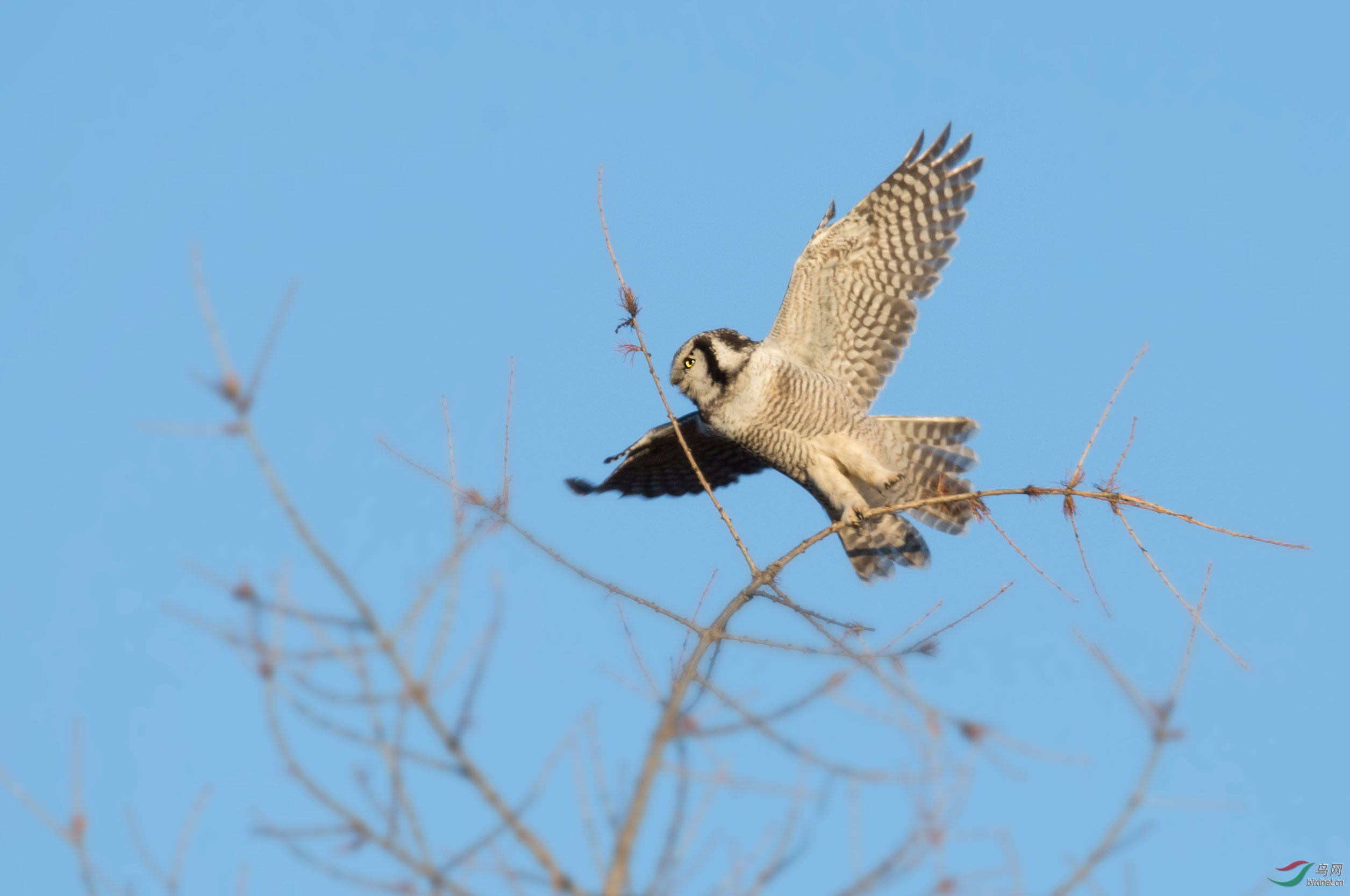 属于脊索动物门,鸟纲,鸮形目,它们虽又称"鹰鸮",但并非属于鹰鸮属