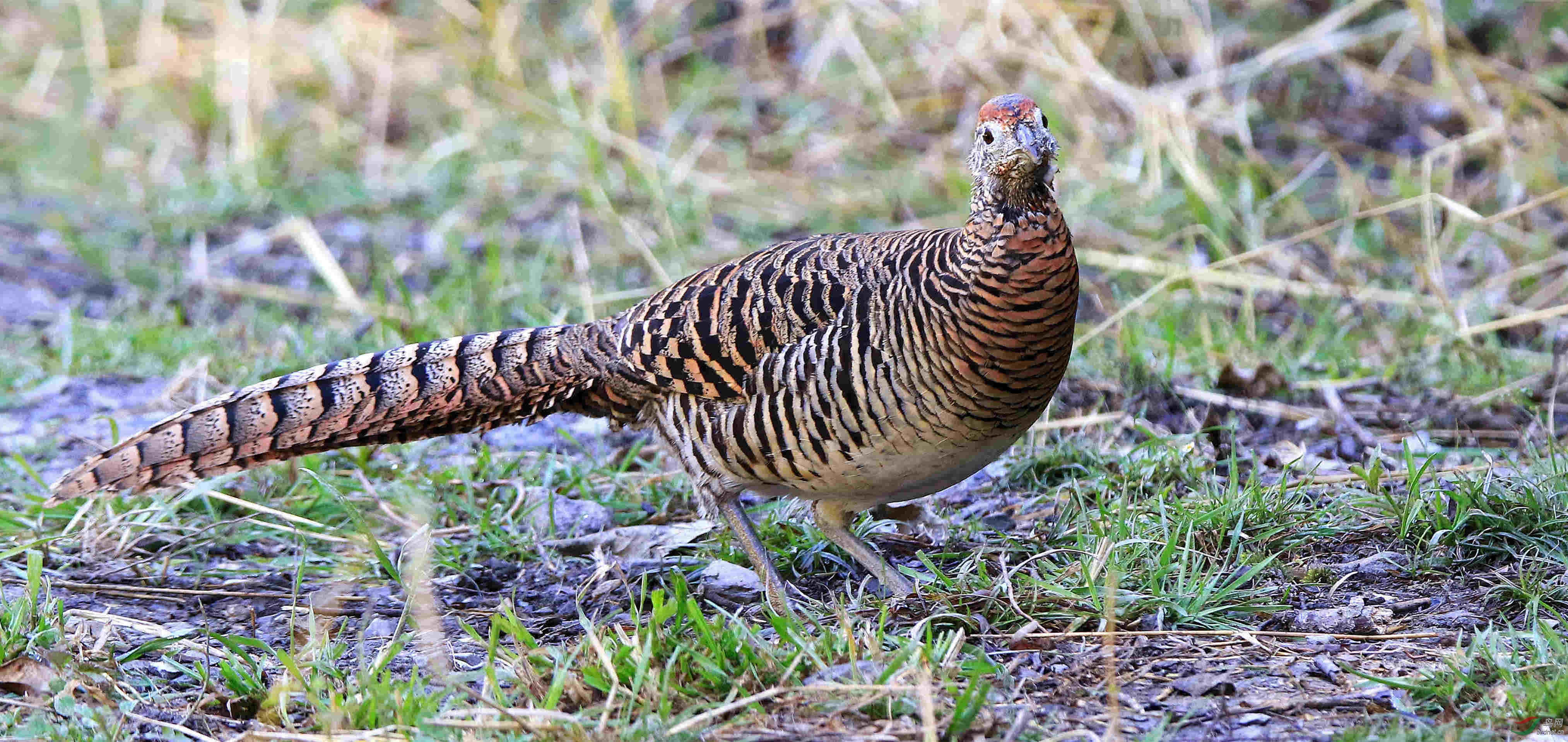 川西名星雌雄白腹锦鸡