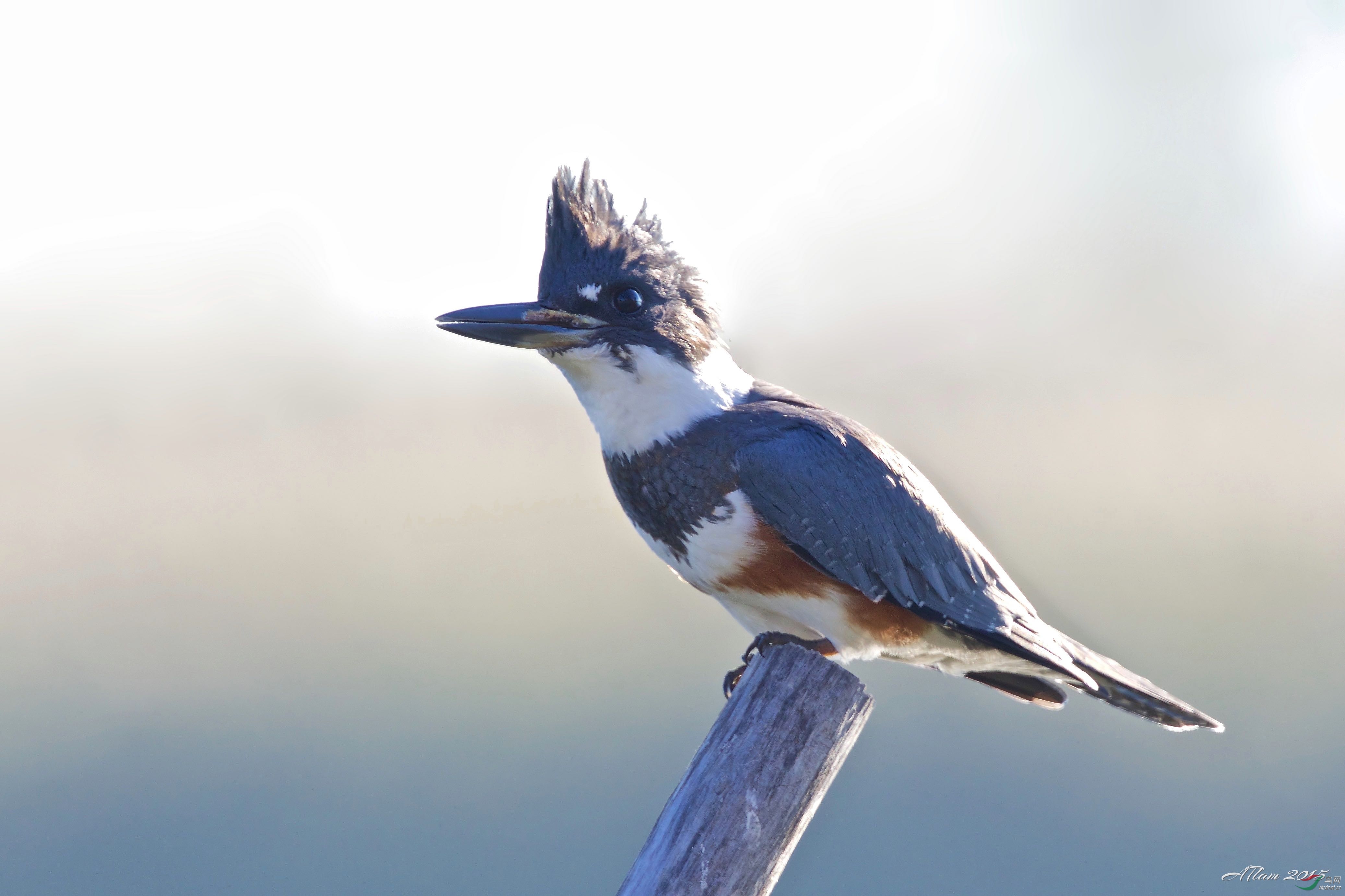 beltedkingfisher白腹鱼狗