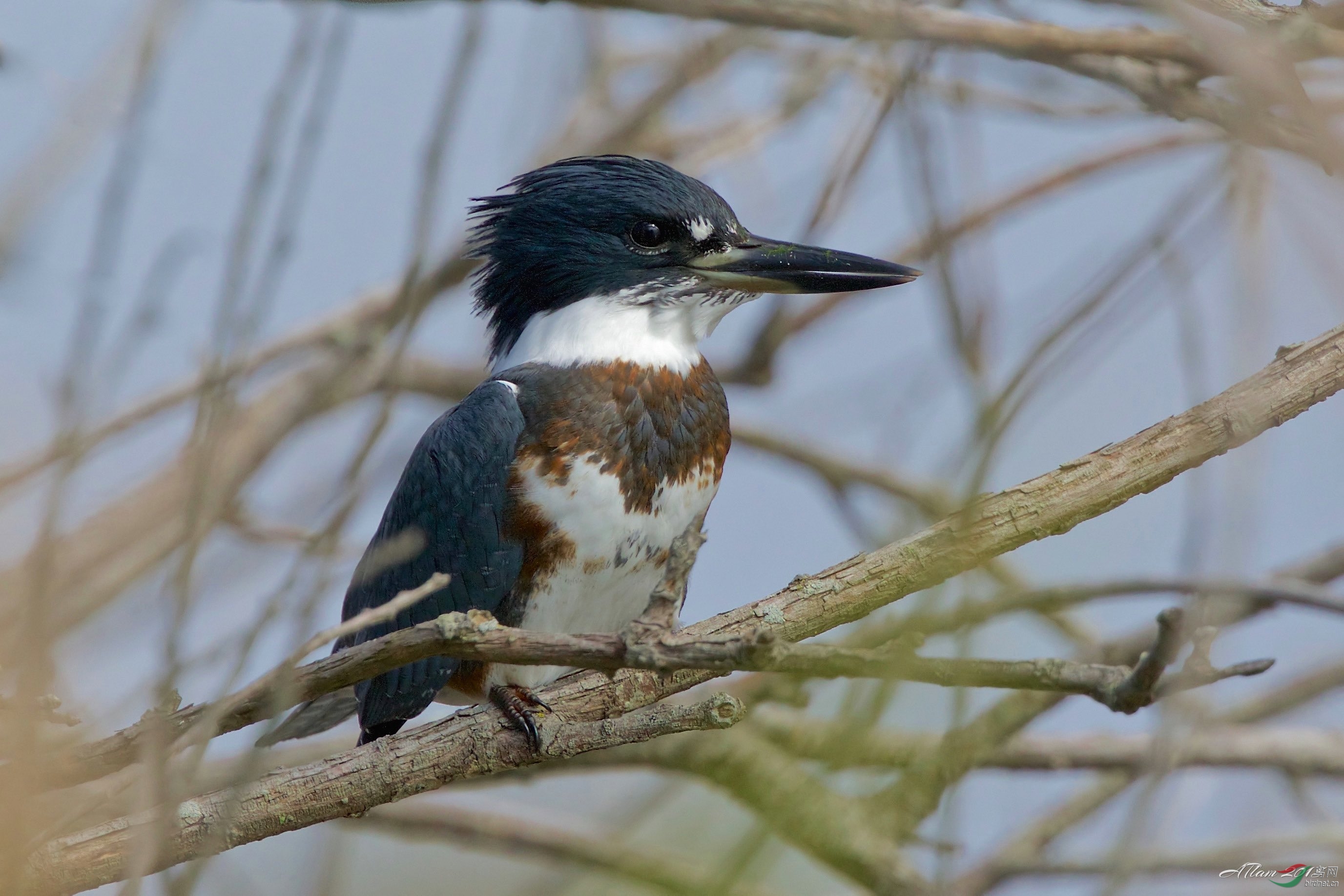 beltedkingfisher白腹鱼狗