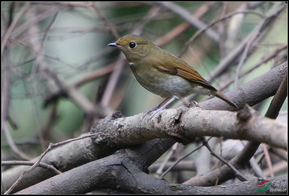 如何辨别棕腹仙鹟和棕腹大仙鹟?