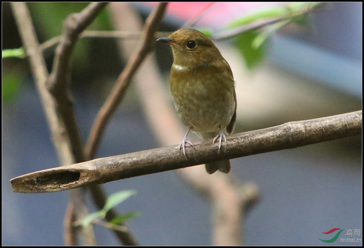 如何辨别棕腹仙鹟和棕腹大仙鹟?