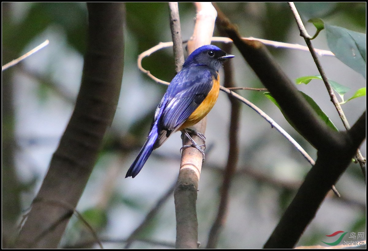 如何辨别棕腹仙鹟和棕腹大仙鹟?