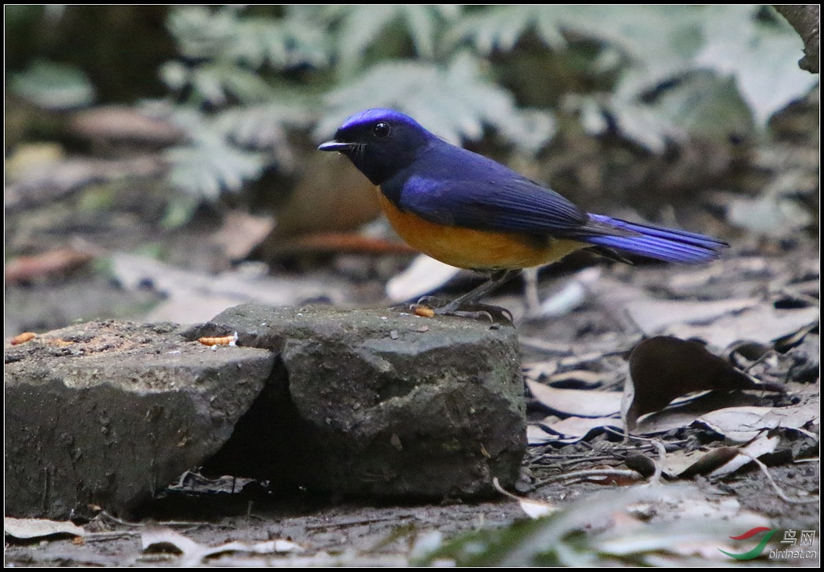 如何辨别棕腹仙鹟和棕腹大仙鹟?