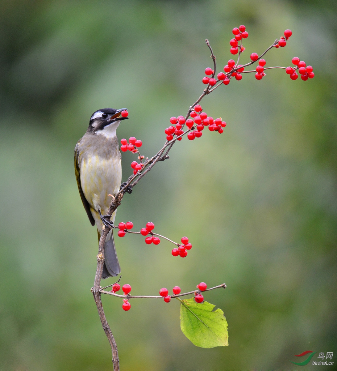 dsc_6489-2 吃红果的白头鹎.jpg