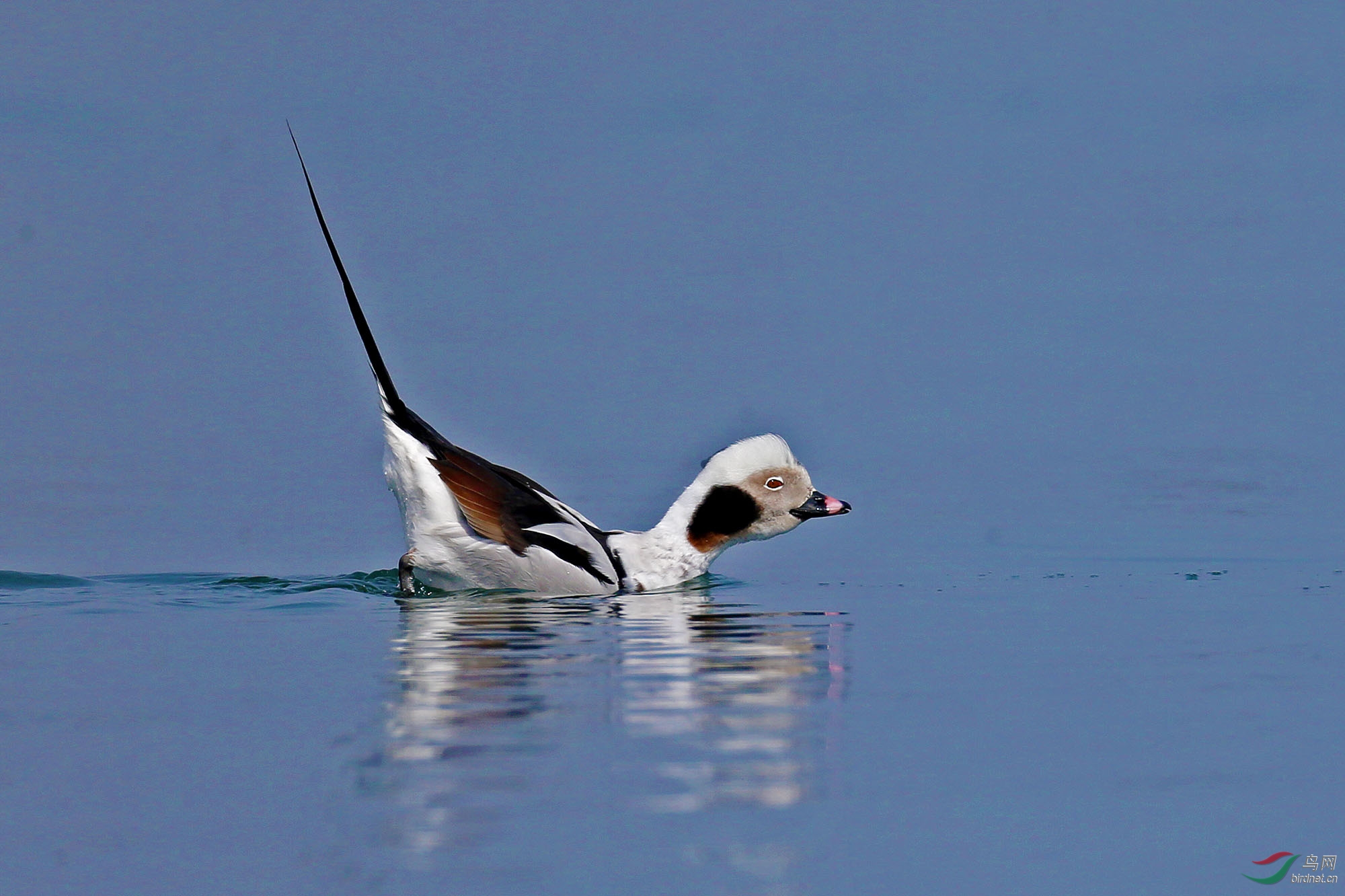 秀尾巴——长尾鸭