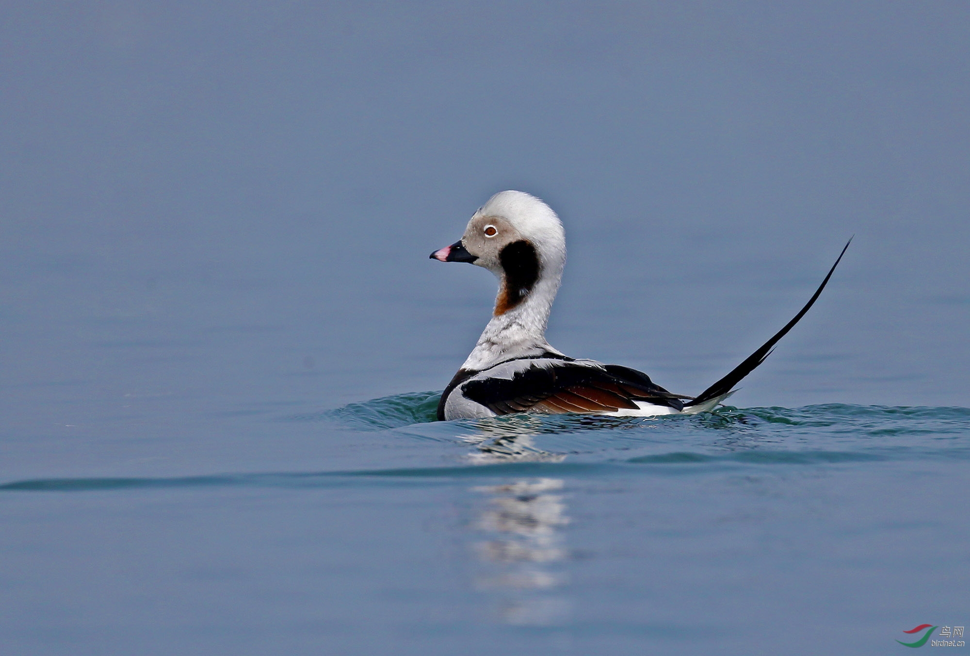 秀尾巴——长尾鸭