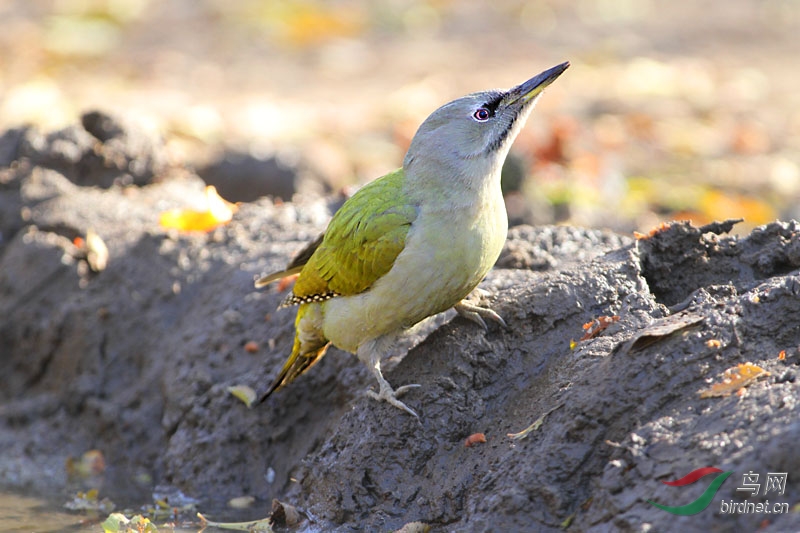 灰头绿啄木鸟饮水喝水的啄木鸟很少