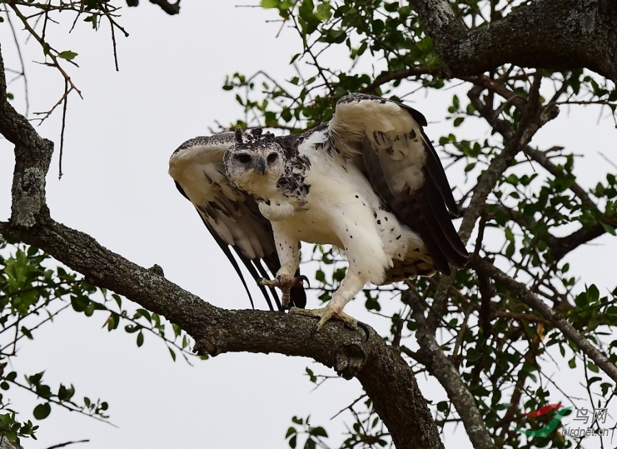 非洲最大的鹰——猛雕