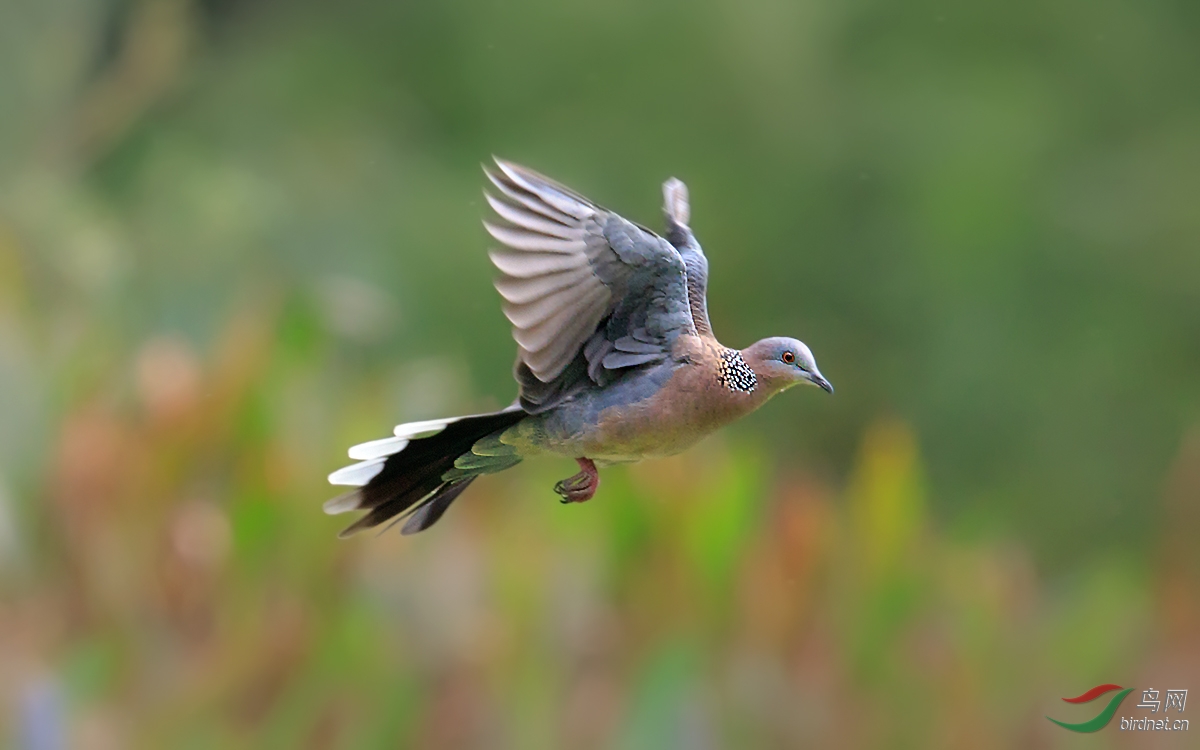 班鸠- 上海版 shanghai 鸟网