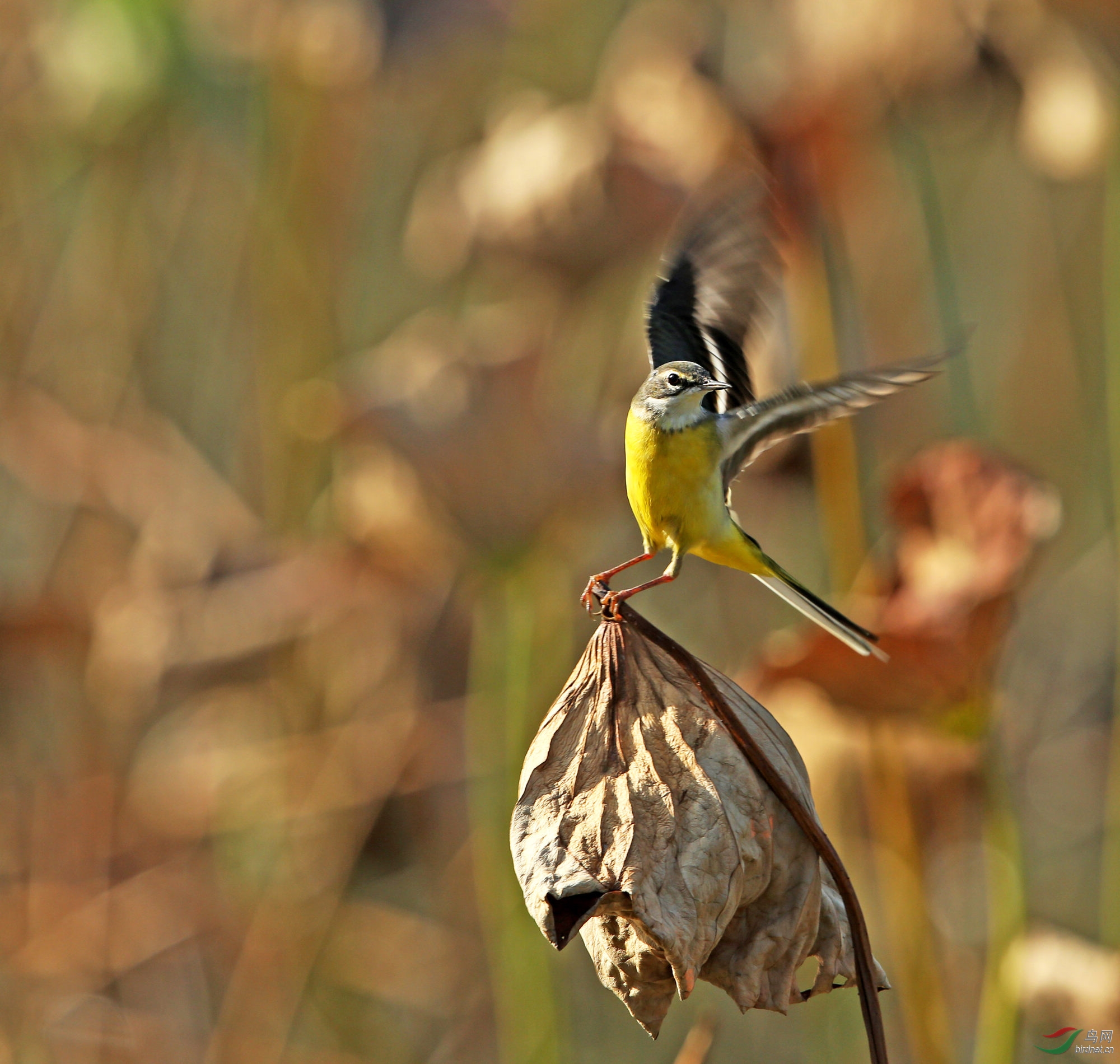 黄鹡鸰 - 福建版 fujian 鸟网
