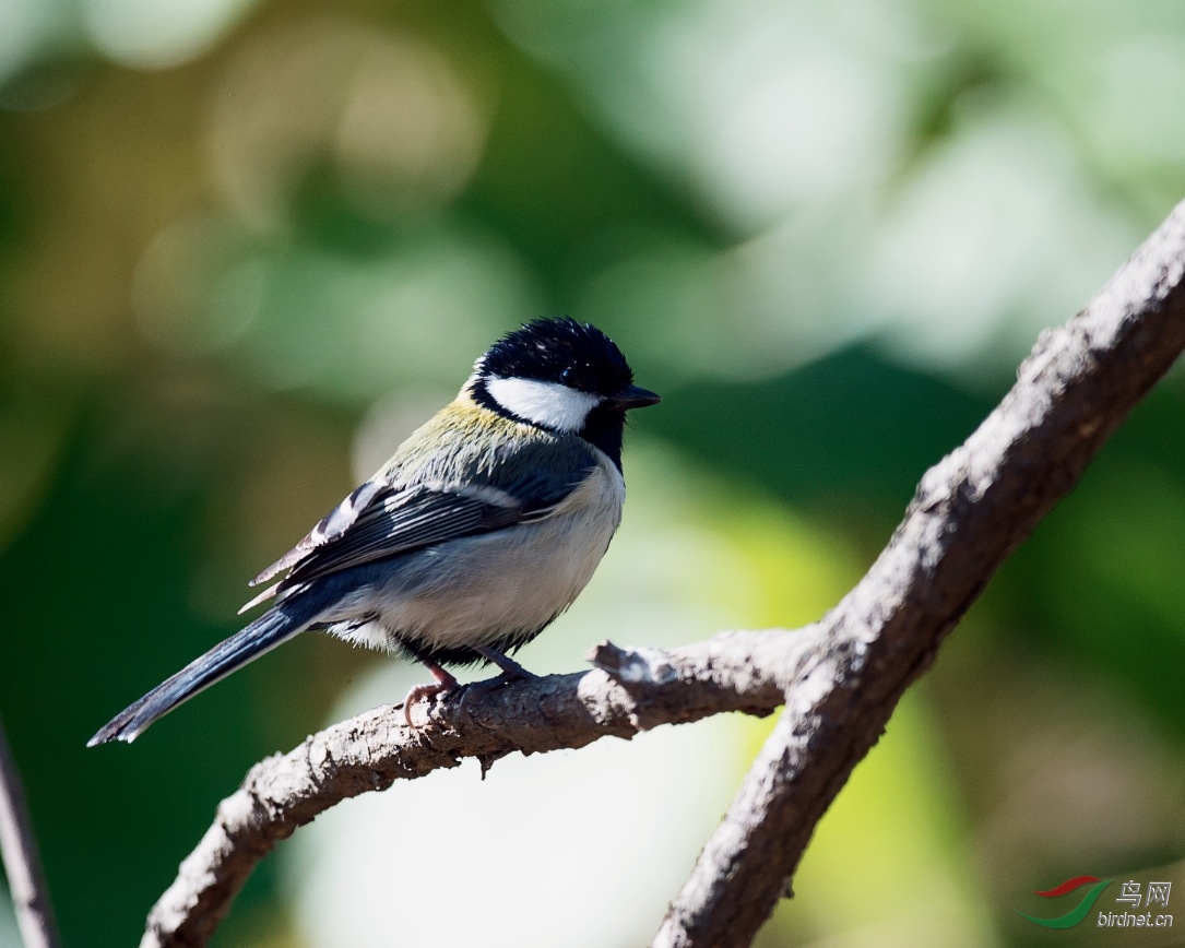 老鸟新传昨天的收获