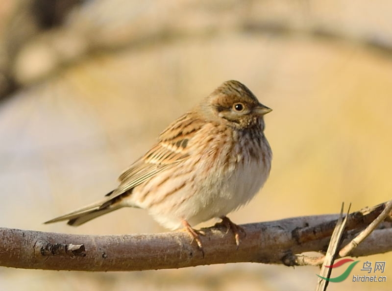 请教鸟名这是什么鹀