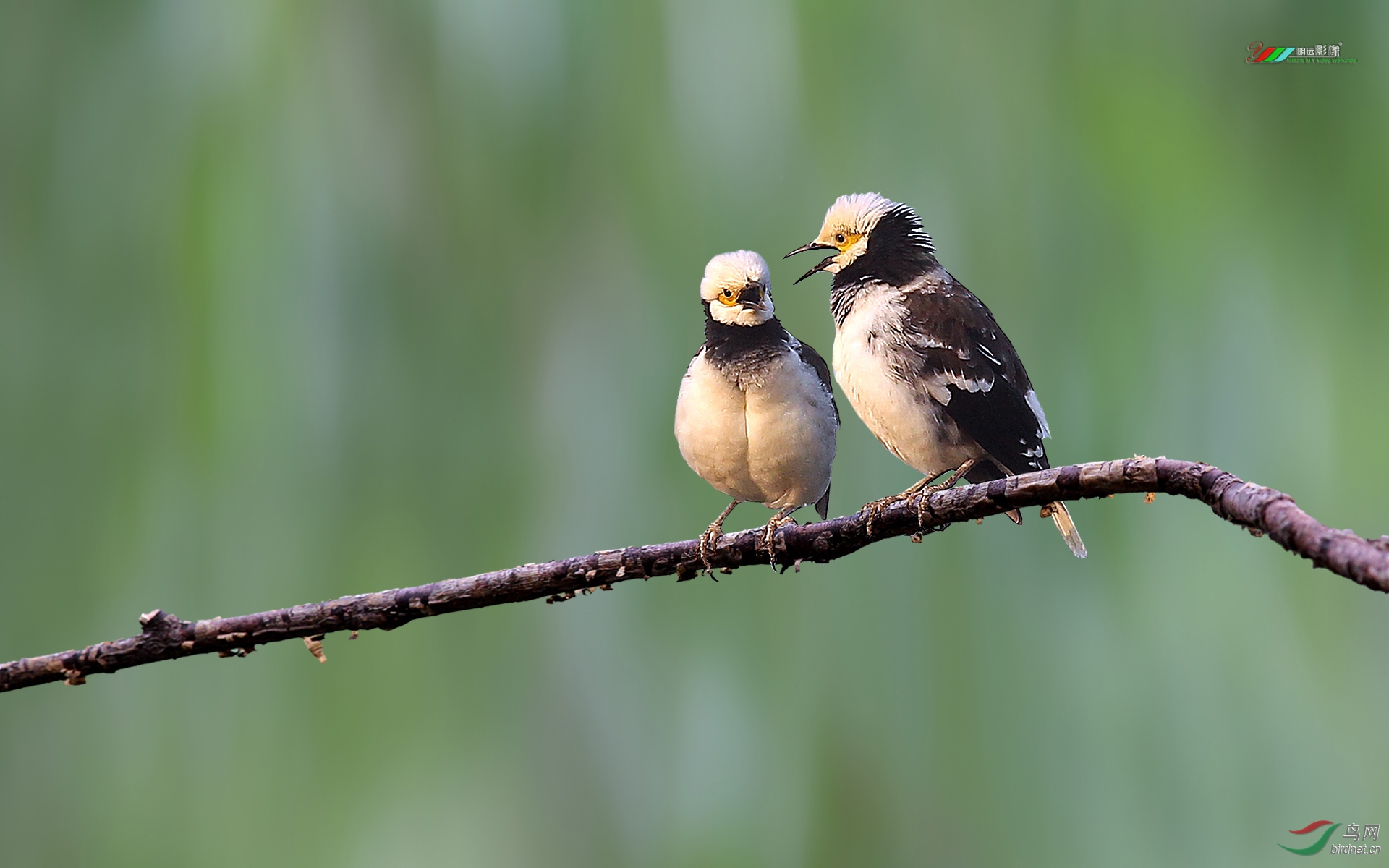 每日一拍之黑领椋鸟情侣篇夫妻对唱