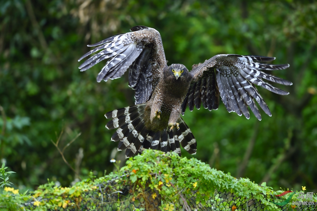 蛇雕凤头捕蛇雕卷起的旋风挺吓人的