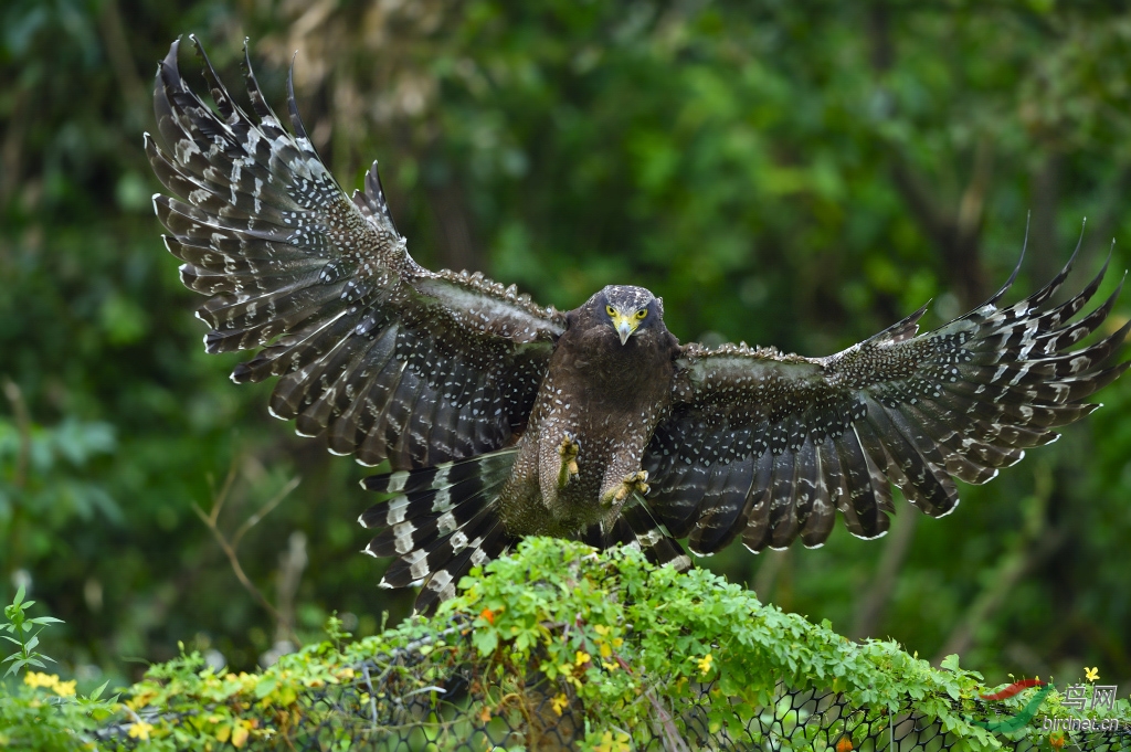 蛇雕凤头捕蛇雕卷起的旋风挺吓人的