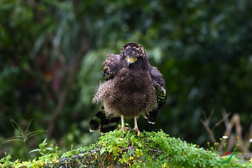 蛇雕凤头捕蛇雕卷起的旋风挺吓人的
