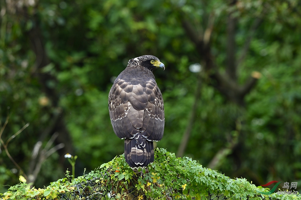 蛇雕凤头捕蛇雕卷起的旋风挺吓人的