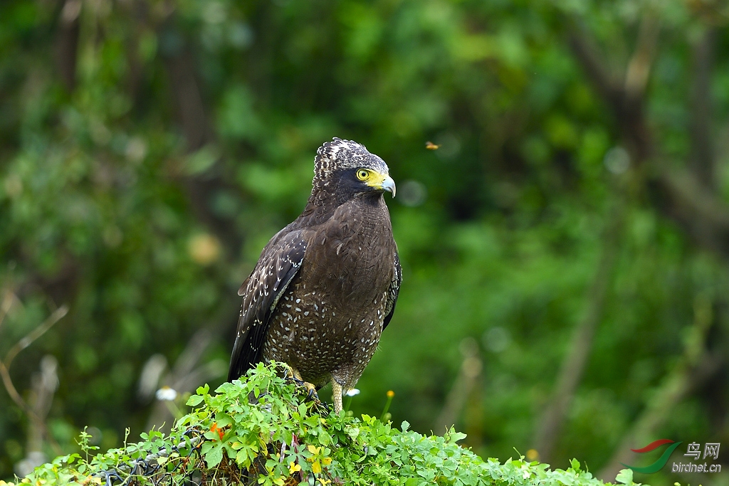 蛇雕凤头捕蛇雕卷起的旋风挺吓人的