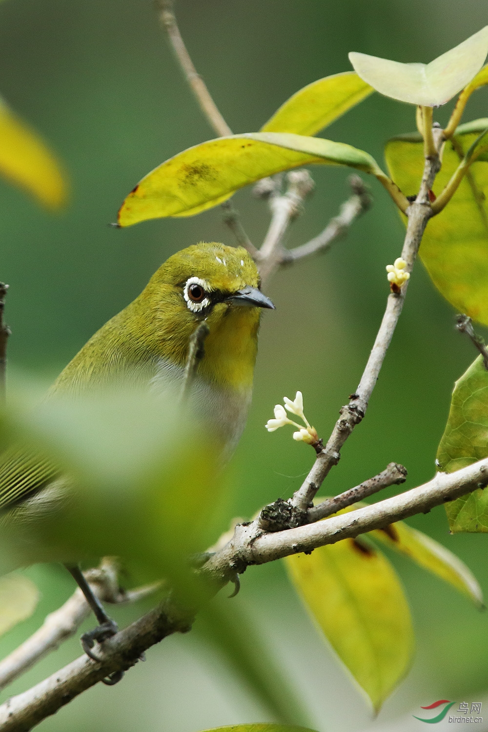 桂花开时,绣眼到. - 福建版 fujian 鸟网