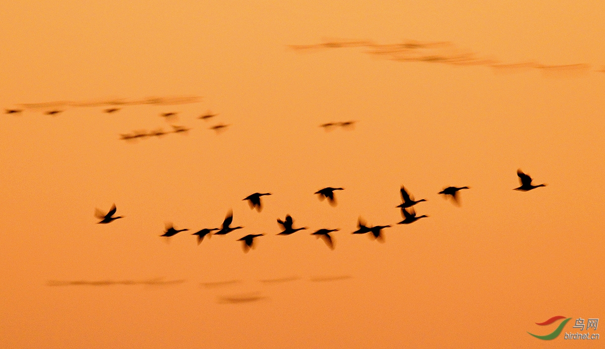 晚霞飞雁