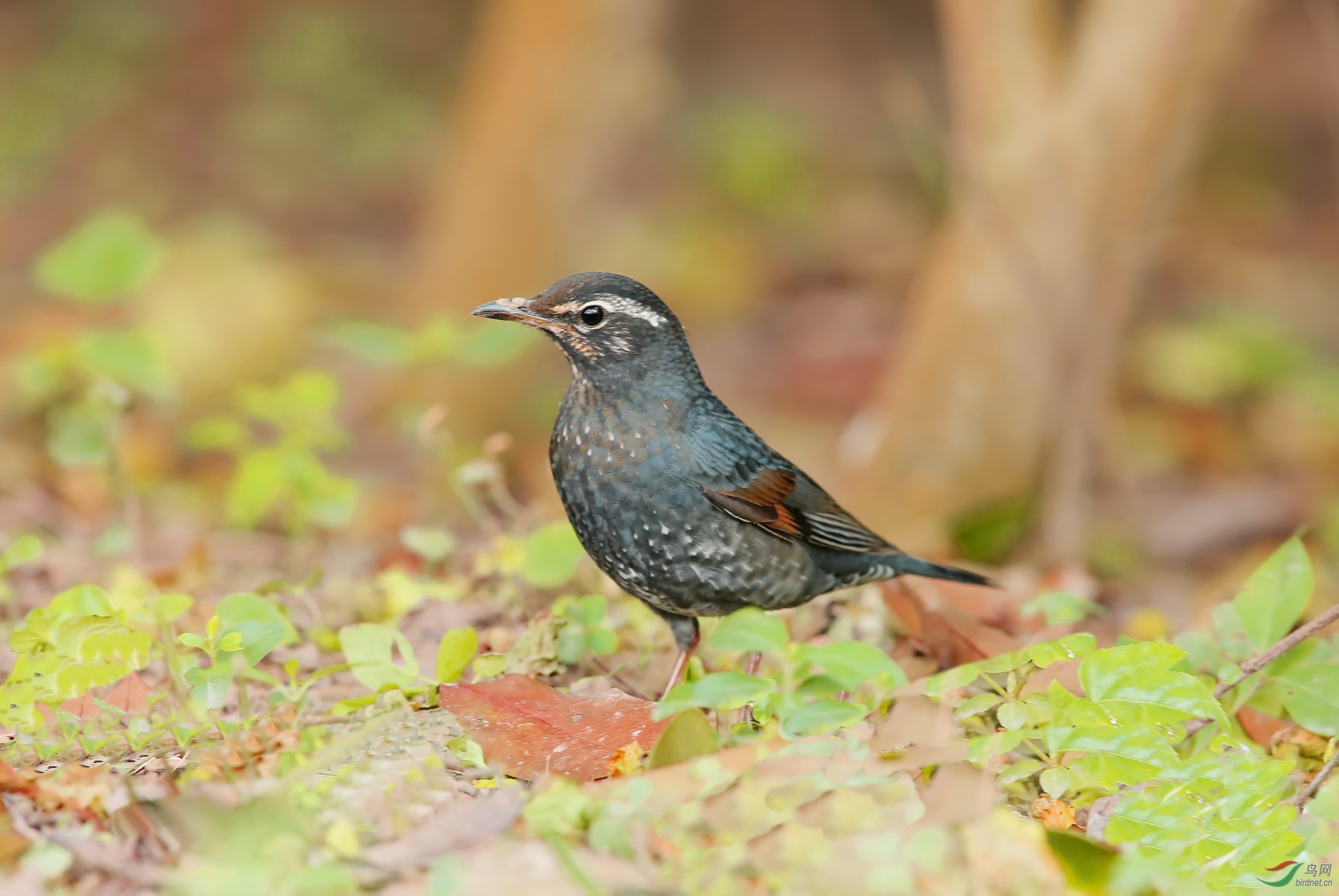 白鹛地鸫 - 艺术创意版 鸟网