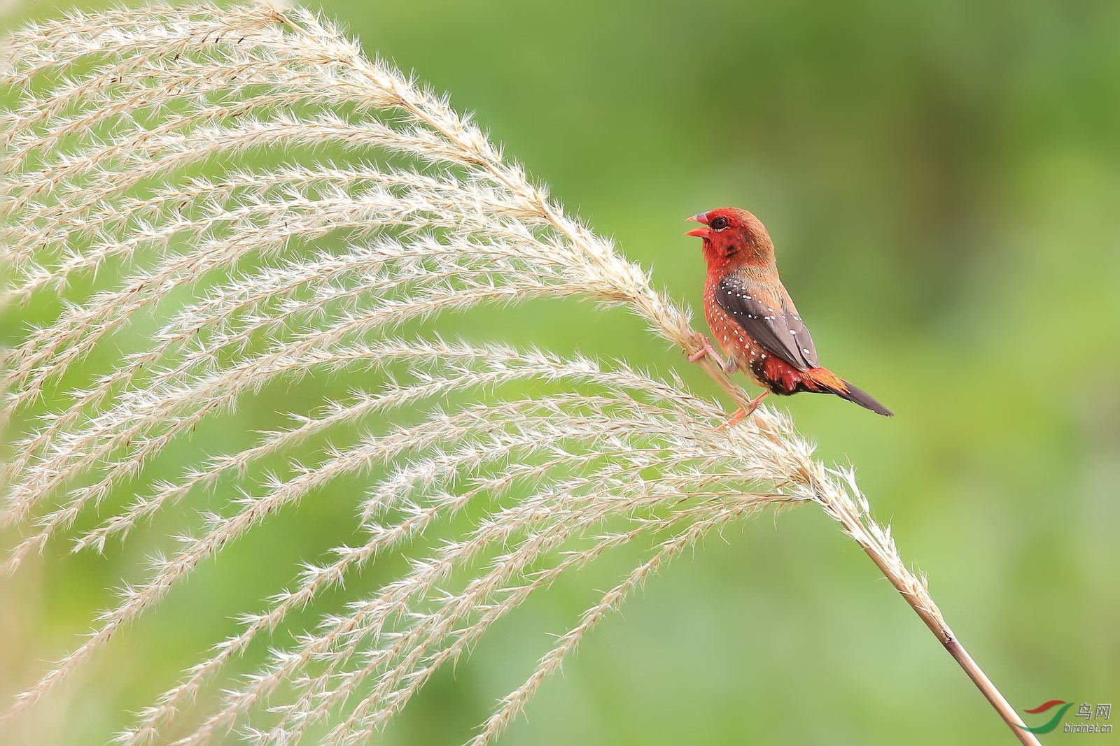 红梅花雀 - 贵州版 guizhou 鸟网