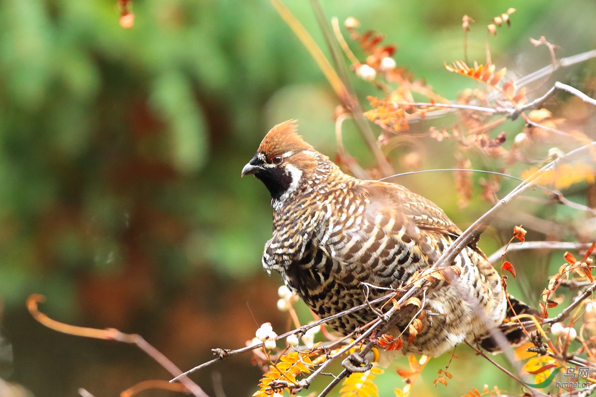 斑尾榛鸡2.jpg