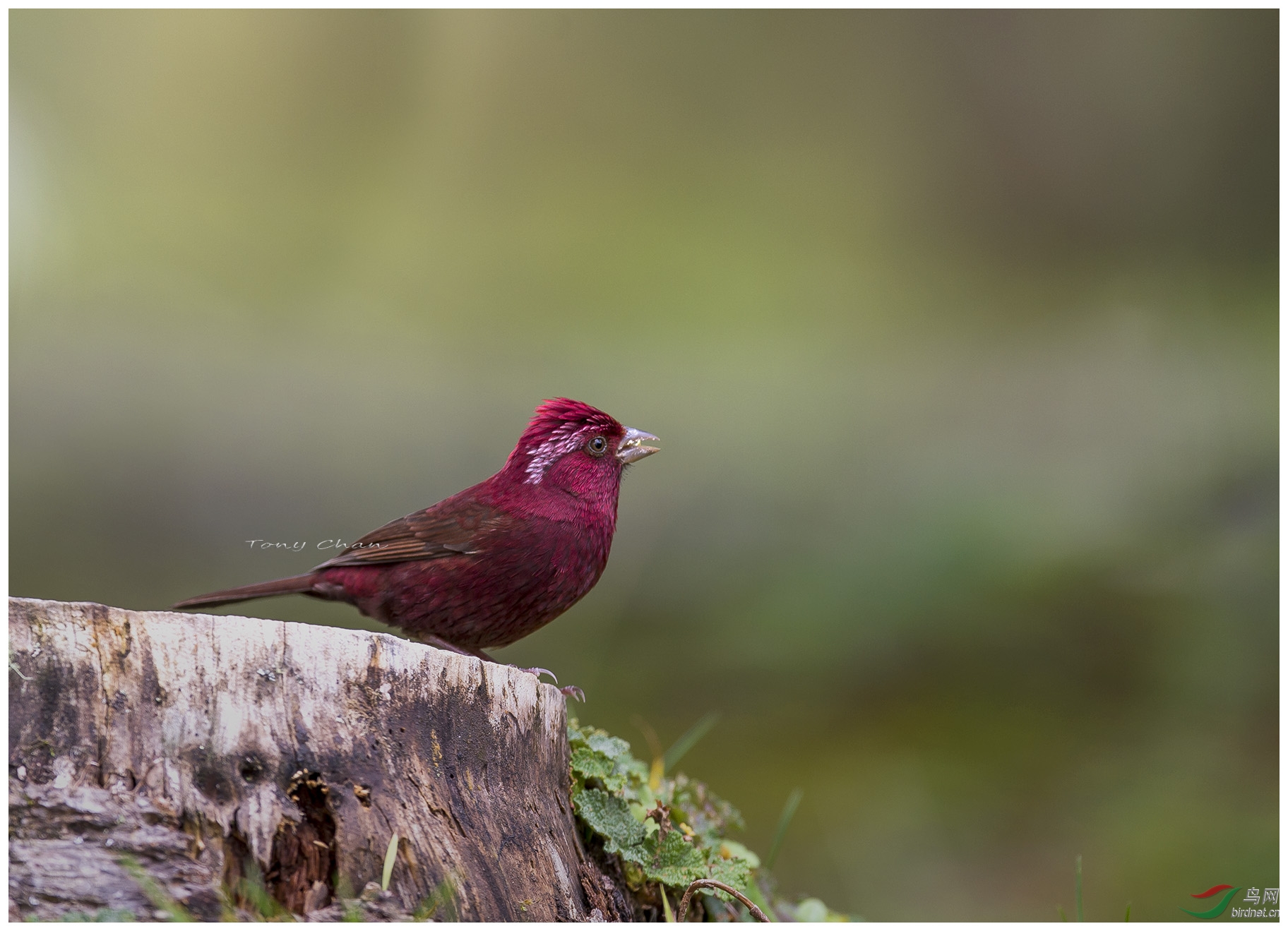 福建再腾飞一对酒红朱雀