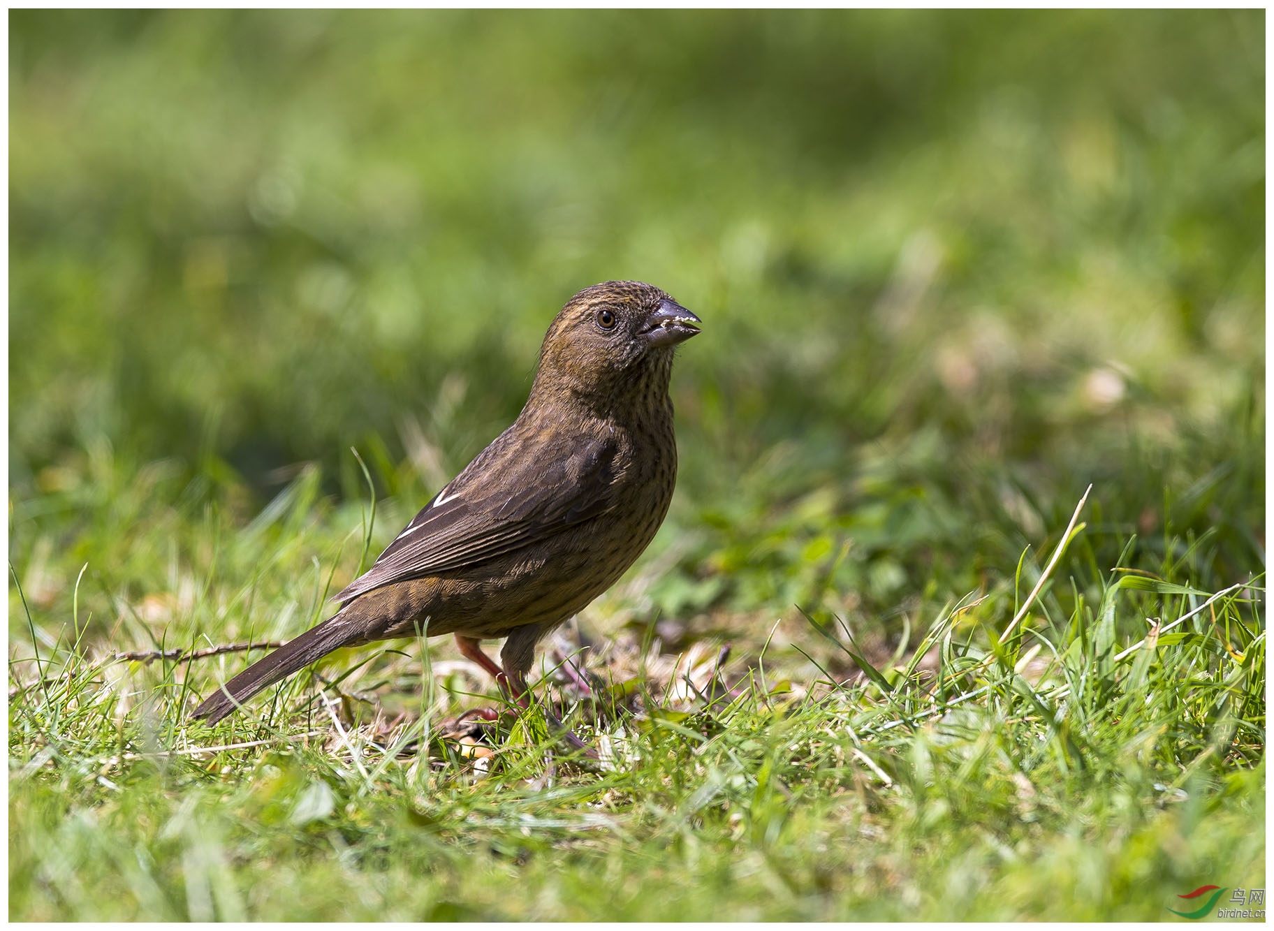 (一对酒红朱雀)